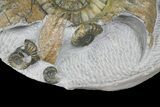 Fossil (Androgynoceras) Ammonite with Bite Mark - England #171246-5